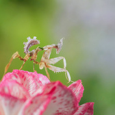 APO 200mm F4 MACRO 1X