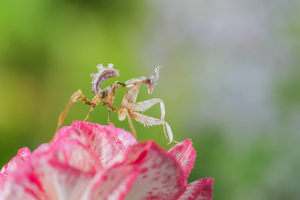 APO 200mm F4 MACRO 1X