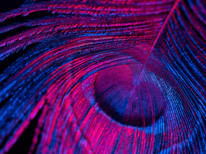 APO 200mm F4 MACRO 1X