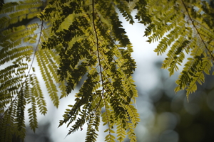 APO 200mm F4 MACRO 1X