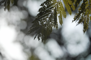 APO 200mm F4 MACRO 1X