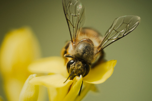 APO 200mm F4 MACRO 1X