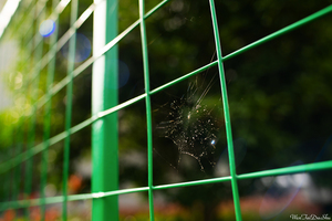 SPEEDMASTER 20mm F0.95