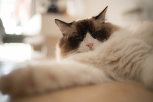 SPEEDMASTER 20mm F0.95