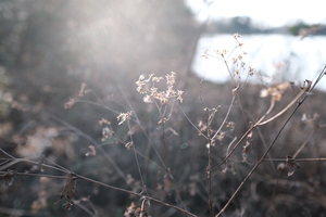 SPEEDMASTER 20mm F0.95