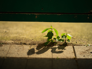 SPEEDMASTER 80mm F1.6
