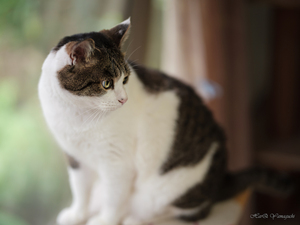 SPEEDMASTER 80mm F1.6