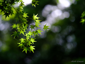 SPEEDMASTER 80mm F1.6