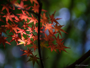 SPEEDMASTER 80mm F1.6