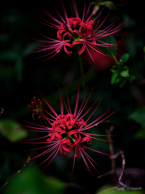 SPEEDMASTER 80mm F1.6