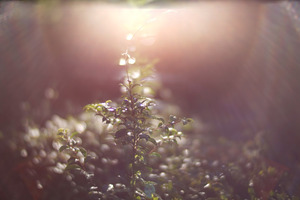 SPEEDMASTER 50mm F0.95 M
