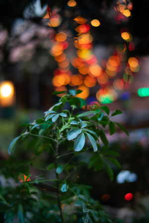 50mm F0.95 III-9