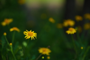 APO 135mm F2.5 ED
