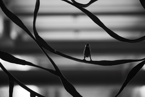 APO 135mm F2.5 ED
