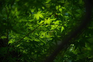 APO 135mm F2.5 ED