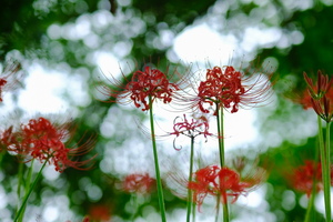 APO 135mm F2.5 ED