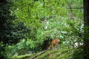 APO 135mm F2.5 ED