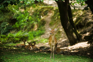 APO 135mm F2.5 ED